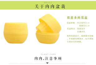 綠意盎然 室內(nèi)盆栽花卉與多肉植物的養(yǎng)護與搭配